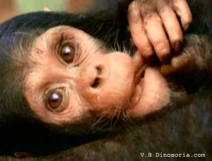 jeune chimpanzé.jpg